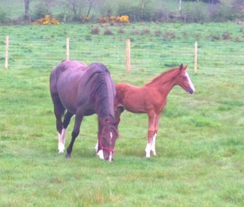 Balou Du Rouet Warmblood Foal